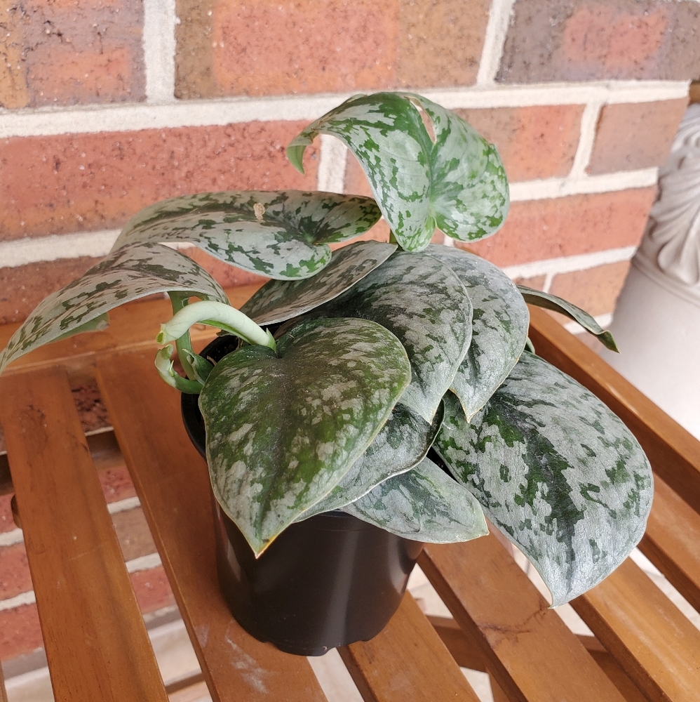 SOLD 🌱Scindapsus Pictus Exotica 3.5" pot - Picture 7 of 11